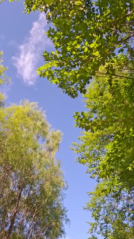 blue sky, white clouds floating in the sky, a clear sunny summer day, trees with green leaves