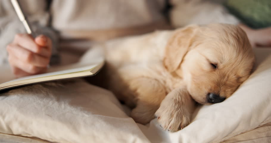 Hands, woman and writing in notebook with dog for planning, reminder and reflection for self care. Person, stroke and puppy with checklist notes, to do list ideas and journaling information at house