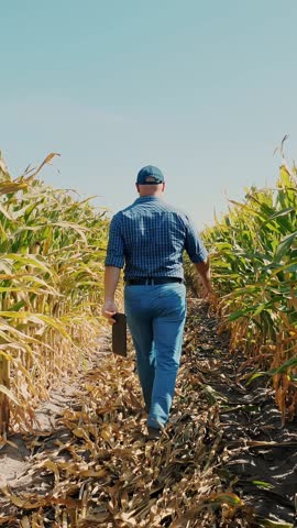Corn plantation. cornfield. back view. Farmer, with digital tablet, walking through corn field, between green corn rows. Agribusiness. Corn farm. Harvest time.