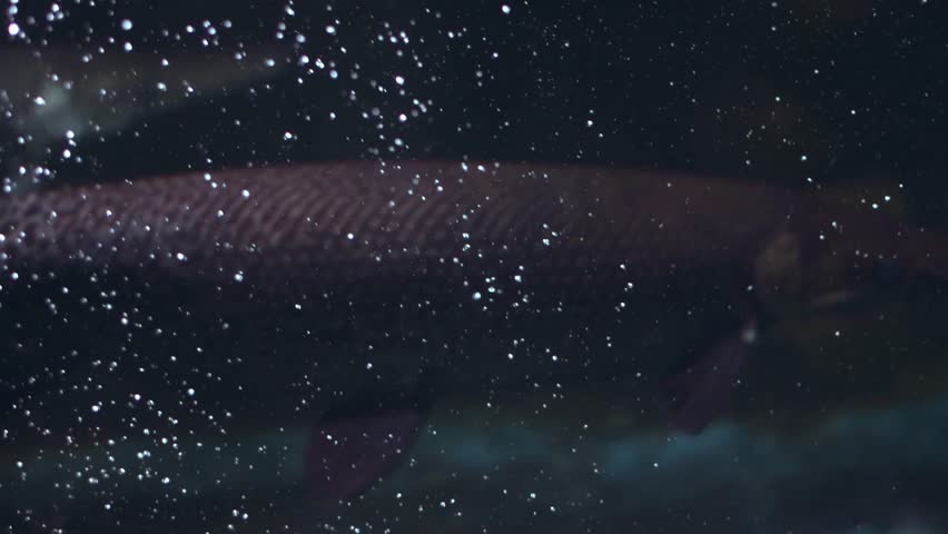 A Alligator Gar ( *Atractosteus spatula*) swims in an aquarium.