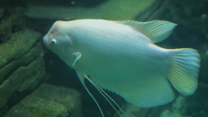 Aquarium fish, Giant gourami (Osphronemus goramy).