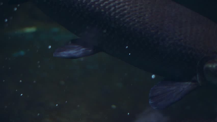 A school of Alligator Gar (Atractosteus spatula) swims in an aquarium.