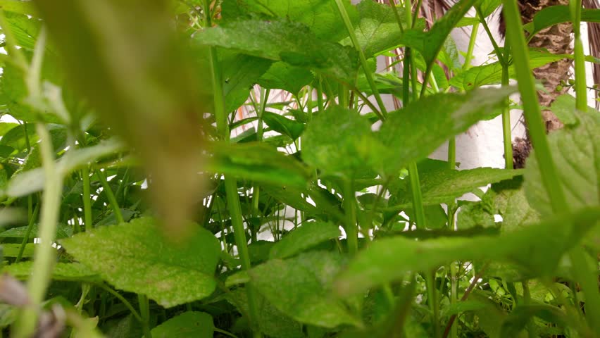 Zoom out revealing layered green plants in foreground with white building wall and palm trees softly lit in the background.