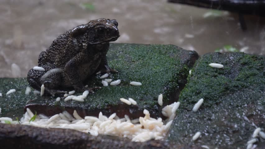 Cane Toad (Rhinella marina) in the rain 