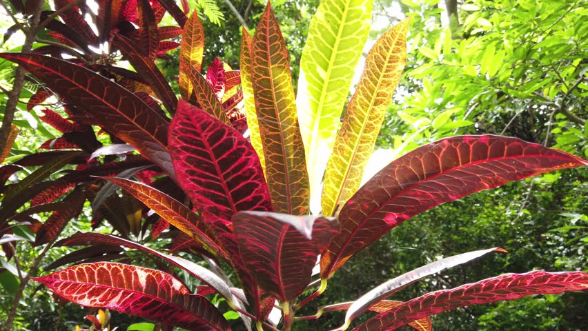 Semi orbit showcasing vivid red, orange and green tropical plant leaves illuminated by direct sunlight.