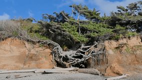 Aerial view of a windswept coastal tree clinging to a sandy cliffside under a bright blue sky, showcasing rugged survival in nature - Powered by Shutterstock - Get 15% off with code: PIKWIZARD15