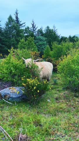 Vertical View Of Highland Cattle Breed Feeding Plants In The Scottish Highlands. Close-up Shot