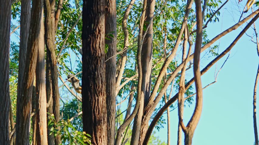 Verreaux’s sifaka leaps between trees in the forests of Madagascar, demonstrating its acrobatic skills and unique movement. (4K)