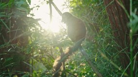 Golden Bamboo Lemur calmly perched on a branch surrounded by lush vegetation, with sun rays filtering through the forest in Madagascar. - Powered by Shutterstock - Get 15% off with code: PIKWIZARD15
