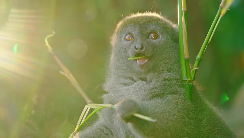 Bamboo lemur enjoys a fresh bamboo shoot in the soft sunlight of Madagascar’s forest, showcasing its natural behavior and unique charm.