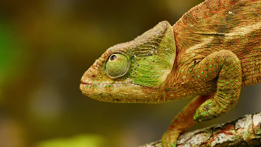 Detailed close-up of a vibrant panther chameleon clinging to a tree branch in Madagascar’s wilderness, showing its textured skin and watchful eye. (4K)