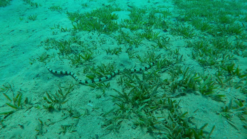 Banded Snake Eel (Myrichthys colubrinus) crawls, wriggles across a sandy seabed covered with green Smooth Ribbon Seagrass (Cymodocea rotundata), close-up, camera from the side accompanies snake eel