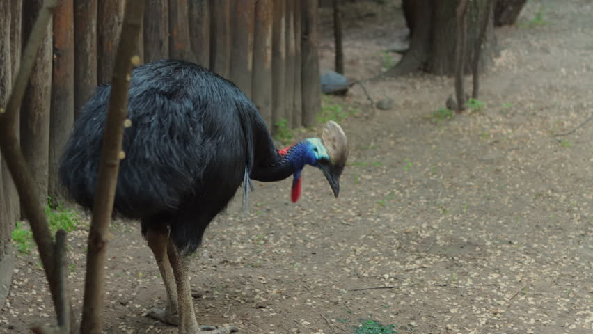 A Southern Cassowary Feeding - Close Up Shot