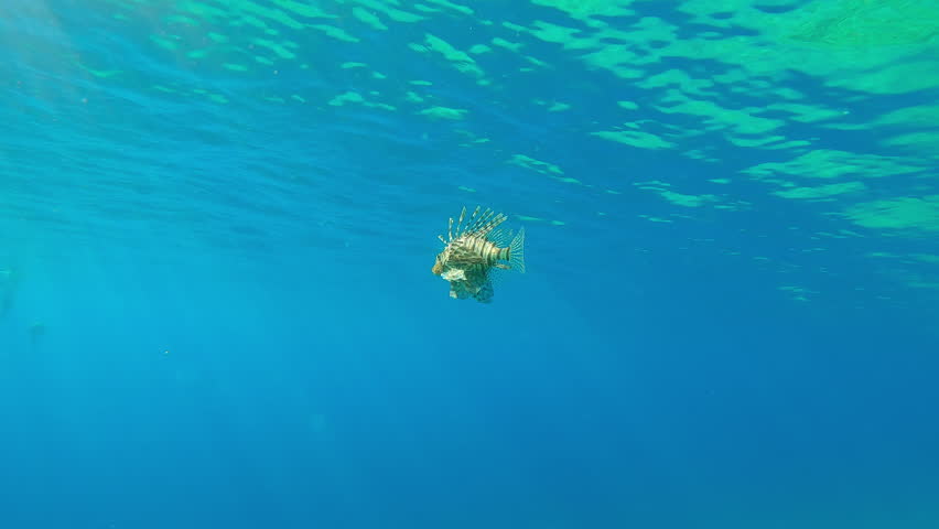 Following the Red Lionfish as it swims in the blue water close to  surface under bright sunrays. This is a Common Lionfish (Pterois volitans) swimming in the blue ocean.
