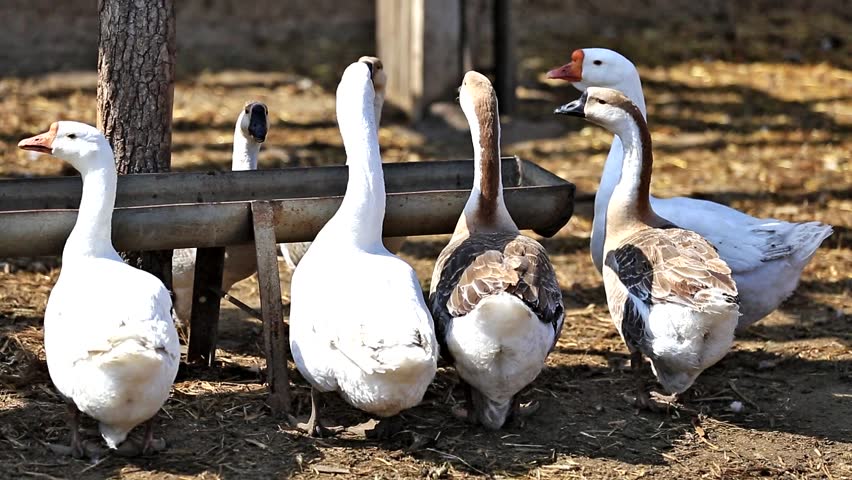 Flock Of Geese - Destinationdop