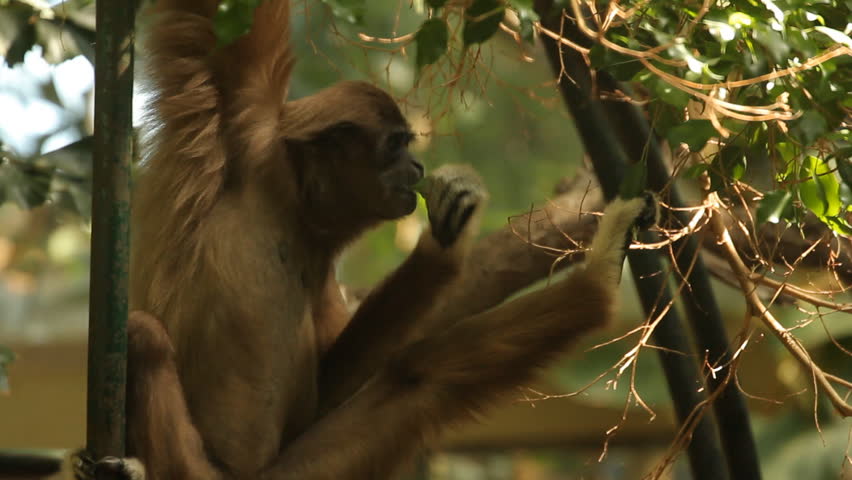 Lar Gibbon. Lar gibbon, also known as a white-Handed gibbon, relaxing in a tree