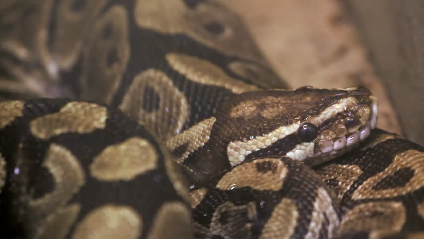 Royal Python. A royal python, also known as a ball python, curled up and licking