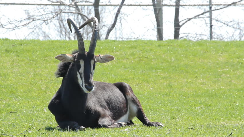 Sable Antelope. A sable antelope relaxing in the grass at the Toronto Zoo.