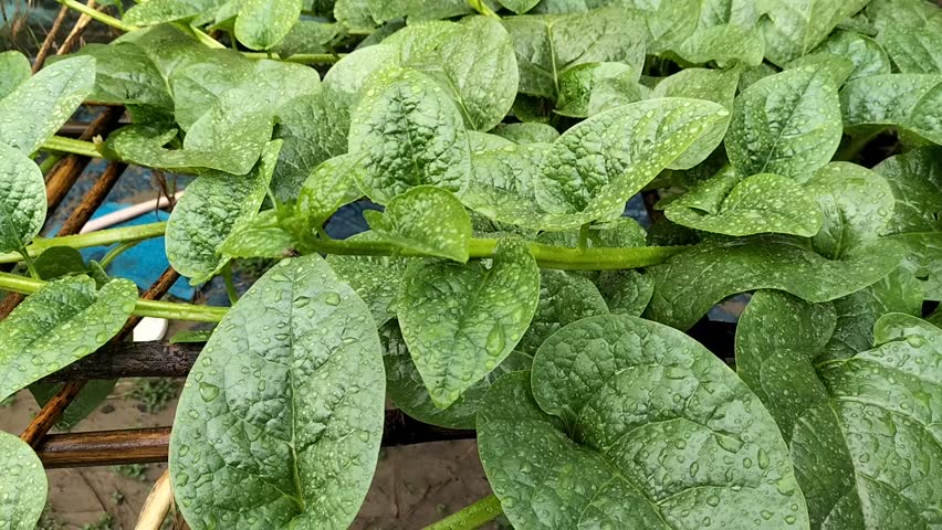 Lush Malabar Spinach with Water Droplets — Close-Up Footage