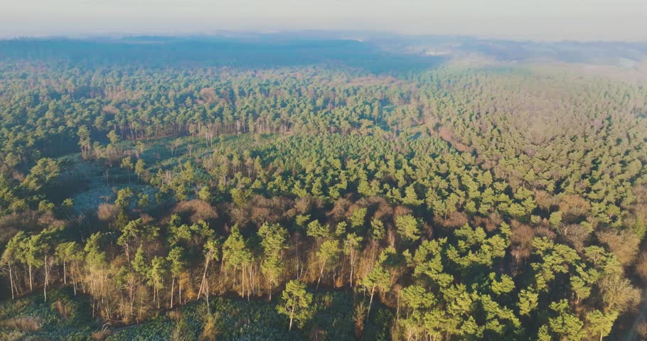 Aerial view of mixed forest in winter, Amerongse Berg, Utrecht, Netherlands