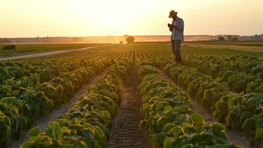 Agronomist using smartphone in cultivated soybean field in summer sunset, 4K with selective focus