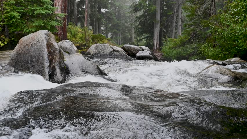 rushing stream flowing over rocks in a dense forest wilderness, Mount Rainier National Park