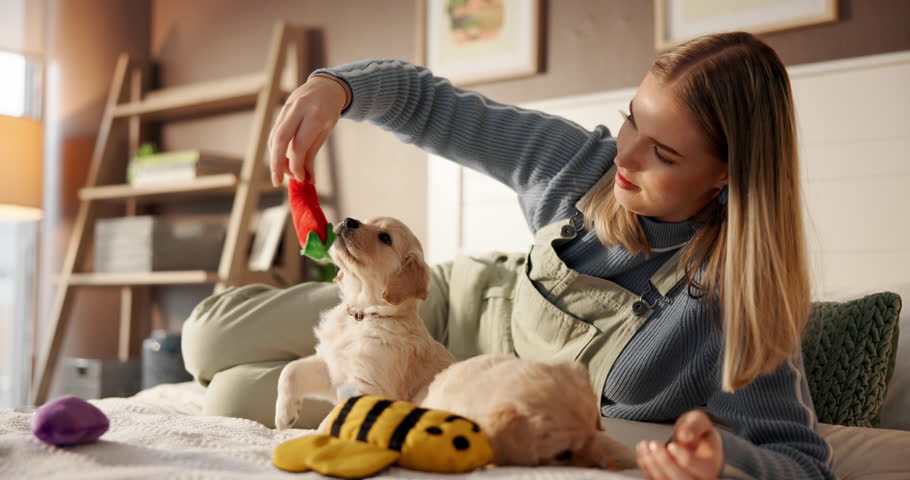 Puppies, dog mom and playing with toys on bed in home bedroom for fun, development or bonding. Pet insurance, adoption and house with golden retriever animal and person for love, care and mobility