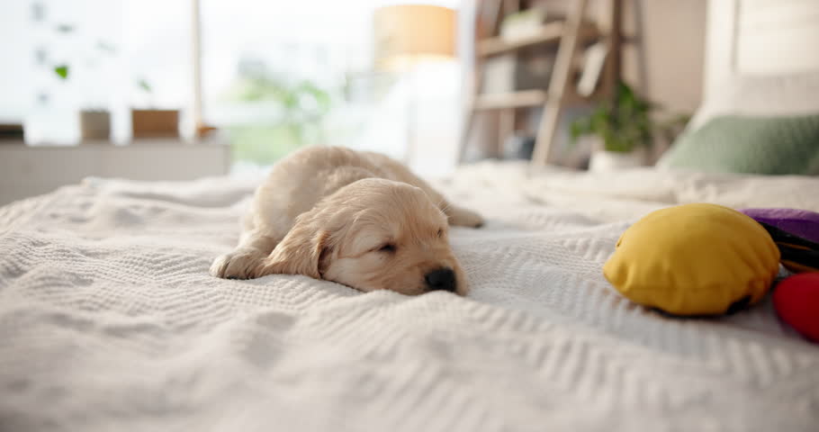 Sleeping, puppy and relax in bedroom, comfortable and lazy on bed in house, domestic animal and pet. Adorable, golden retriever or canine on mattress, dog and rest in home, peace or cozy in apartment