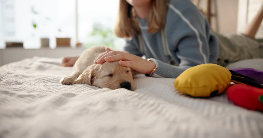 Sleep, relax and puppy on bed as pet for comfort, rest and love with owner in home. Animal, golden retriever or dog with woman, bonding and support for canine companion adoption or rescue in bedroom