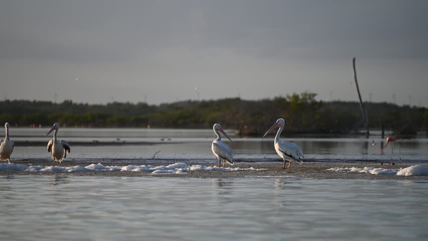 Pelican group wading along narrow coastal strip within shallow lagoon waters, displaying natural marine habitat behavior