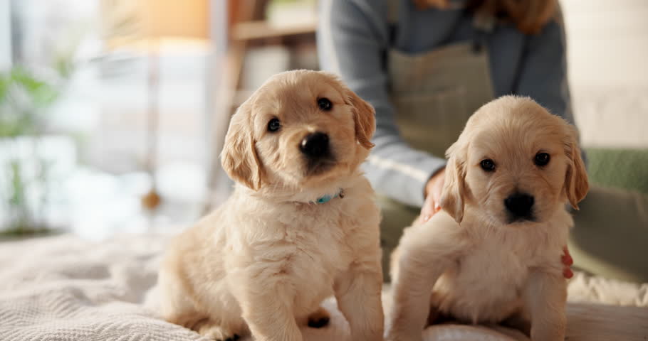 Face, relax and puppies on bed as pet for comfort, rest and love with owner in home. Animal, golden retriever or dog with woman, bonding and support for canine companion adoption or rescue in bedroom