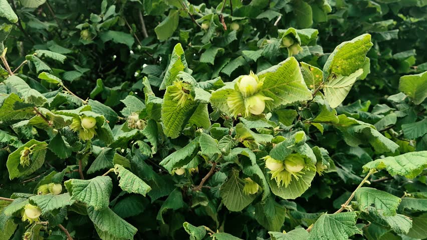 Corylus avellana or Hazel fruits on the tree. Green hazel nuts.