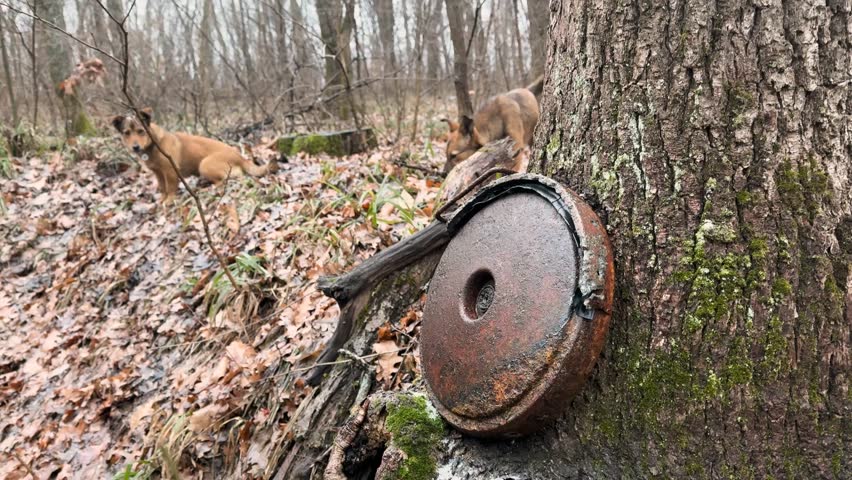 old anti-tank mine over a trench, in the forest near Kharkov, Ukraine. During World War II there were battles with the German occupiers, and now with the Russian ones.