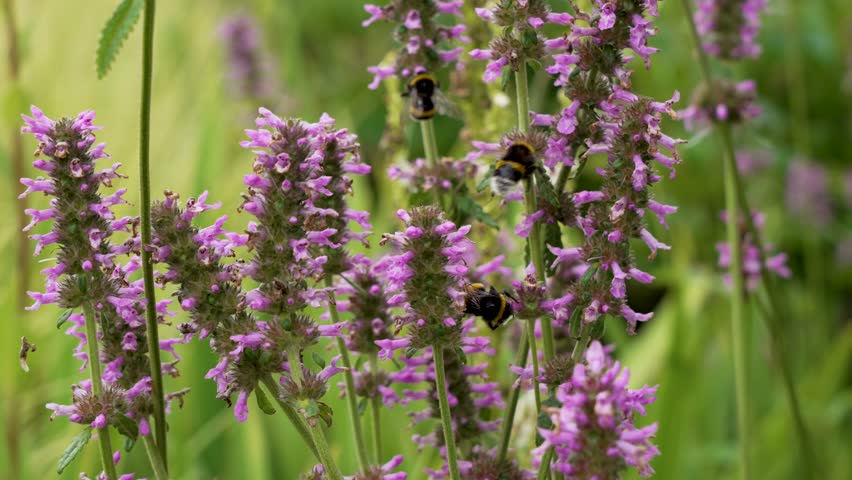 Bumblebees on Pink Wildflowers. Bumblebees gather pollen on blooming pink wildflowers in summer. A lively moment of pollination and natural activity.
