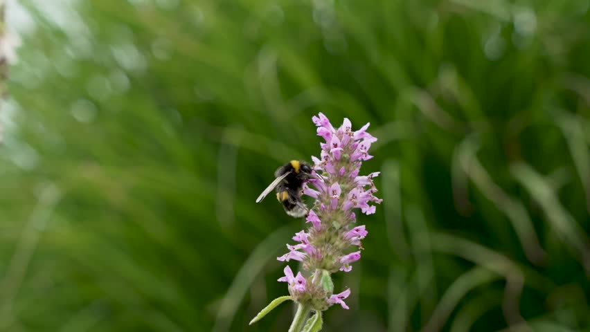 Bumblebee on Lavender. A bumblebee collects nectar from vibrant lavender flowers. A close-up of pollination in action.