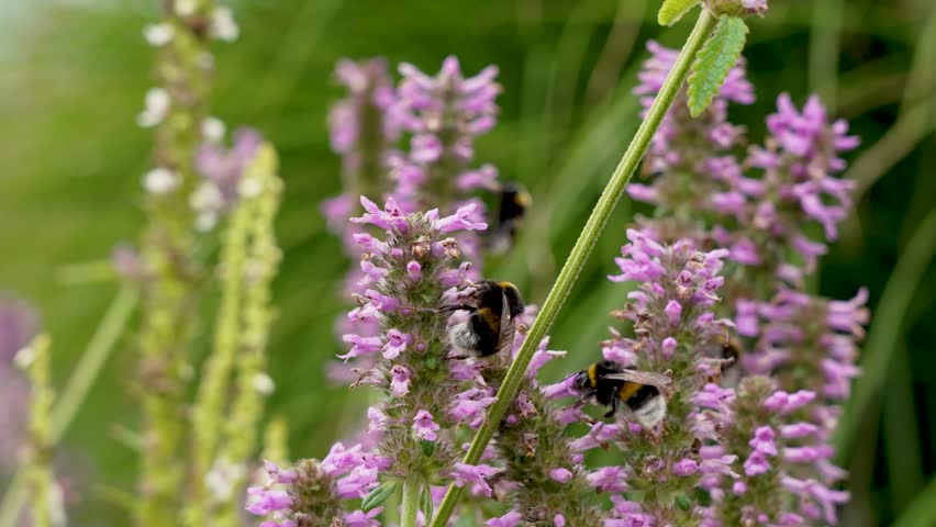 Bumblebees on Pink Flowers. Multiple bumblebees pollinate clustered pink flowers in full bloom. A buzzing scene of summer activity.