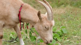 Portrait of a funny goat chewing leaves.Funny Animals. - Powered by Shutterstock - Get 15% off with code: PIKWIZARD15