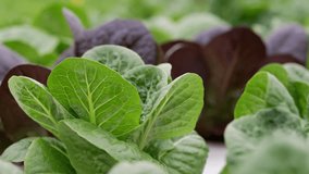 Close-up of romaine lettuce growing in clean, controlled greenhouse. Vibrant leaves, healthy growth, pesticide-free conditions. Perfect for farm-to-table, health food, eco-agriculture themes. - Powered by Shutterstock - Get 15% off with code: PIKWIZARD15