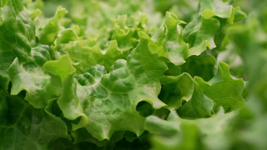 Smart hydroponic farm grows crisp lettuce without soil, pesticides. Greenhouse.