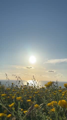 Vibrant yellow flowers blanketing coastal meadow, radiant sunset casting golden light across lush landscape, illuminating delicate blossoms swaying gently. Vertical video