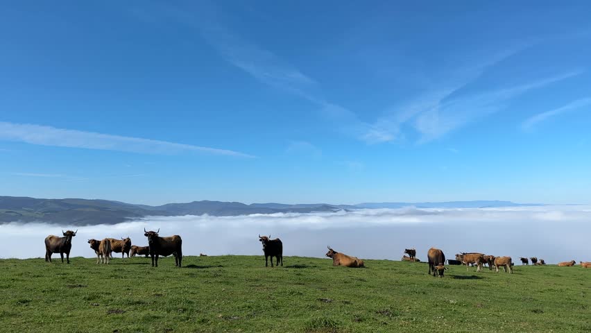 Several brown cows graze peacefully on a vibrant green hilltop, a vast expanse of fluffy white clouds stretching out below them, creating a serene and picturesque landscape under a clear blue sky