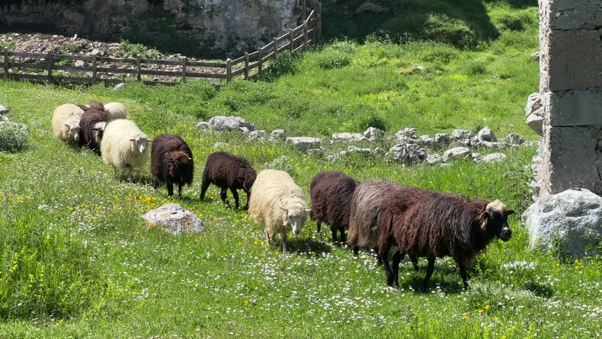 Grazing sheep wandering across verdant pastureland, embodying peaceful rural landscape and harmonious connection with natural agricultural environment