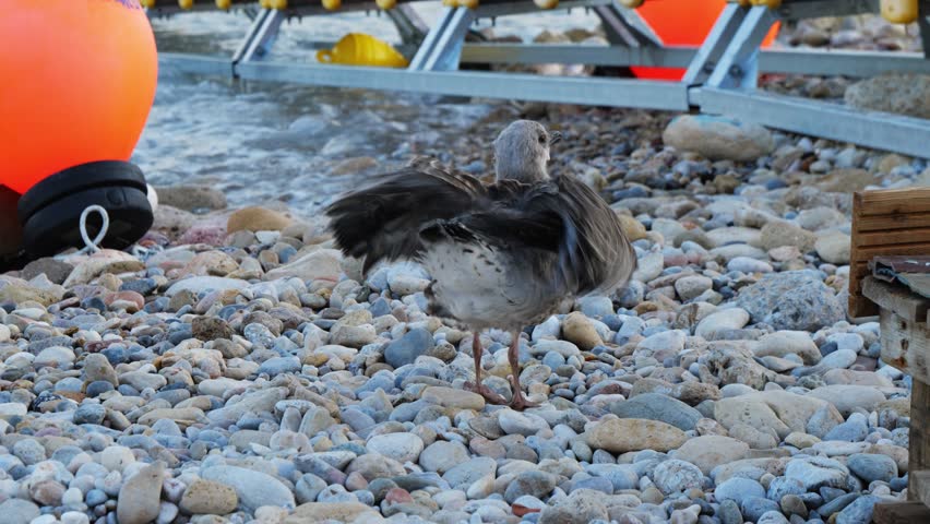 Young gull stands on rocky beach in Piraeus, Athens, Greece, shaking wings near the sea. Background shows water, orange buoys, and metal dock. No people