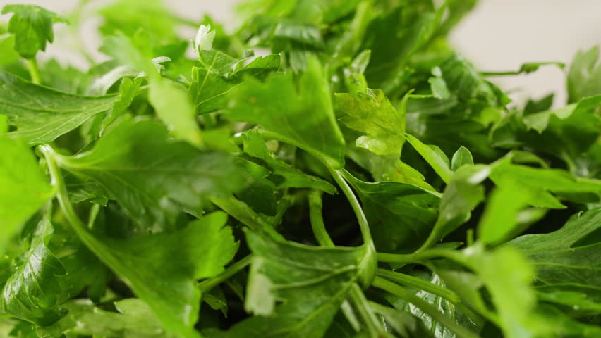 Cilantro parsley cutting by knife close up, chef chop cut coriander aromatic, traditional asian and Mexican cuisine herb studio shot.