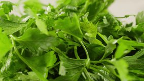 Cilantro parsley cutting by knife close up, chef chop cut coriander aromatic, traditional asian and Mexican cuisine herb studio shot. - Powered by Shutterstock - Get 15% off with code: PIKWIZARD15