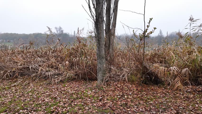 Dry reeds and fallen brown leaves on a foggy autumn day. Walking along the River Danube on the Riverside Promenade of Pesterzsebet - Budapest, Hungary. Calm wetland scenery, sleeping winter nature.