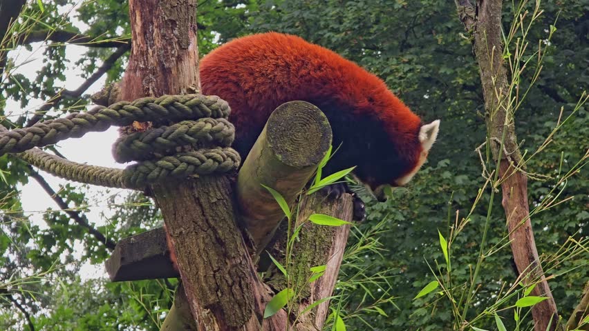 Red panda (Latin name Ailurus fulgens) is walking on the tree. Rare exotic animal