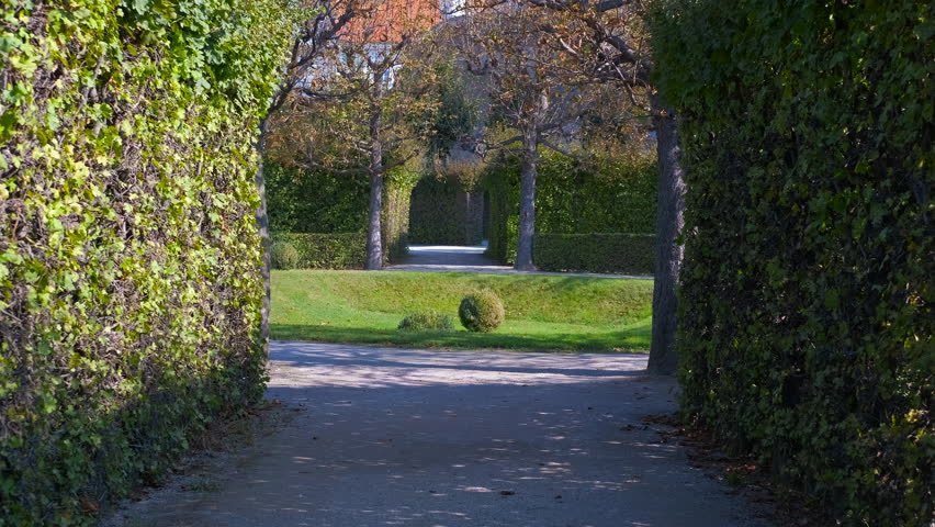 Picturesque green hedges in the park. Lush hedges form a picturesque archway, leading into the serene gardens, revealing manicured lawns, trees, and distant buildings under a clear blue sky