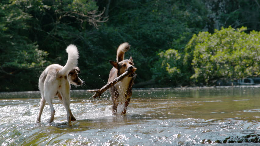 SLOW MOTION: Mixed breed dogs are playing and splashing in shallow river water, with one dog carrying a stick in its mouth. Joyful moment between two furry pets while refreshing on a sunny summer day.