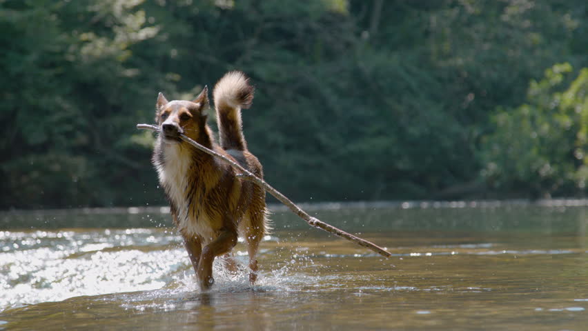 SLOW MOTION, PORTRAIT: Wet brown and white dog wades through shallow river water, carrying a stick in its mouth. Playful doggie cooling off in river flowing among lush green trees on a summer day.
